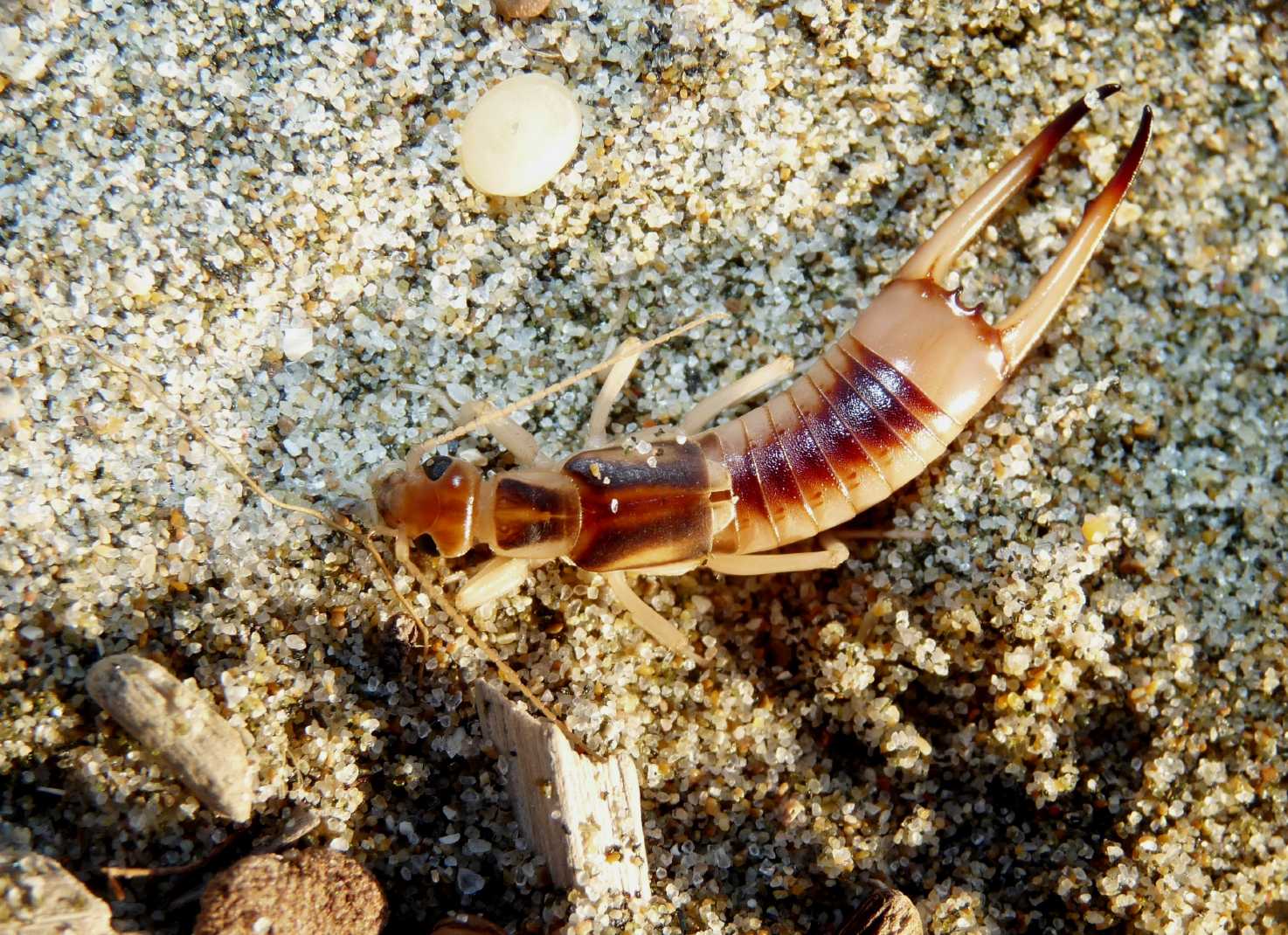 Grossa forficula: Labidura riparia